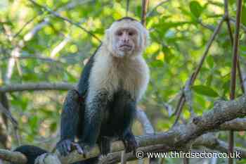 Monkey charity puts sanctuary up for sale amid financial struggles