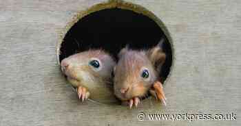 The next generation of Red Squirrels at the Yorkshire Arboretum