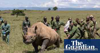 Week in wildlife: a flying zebra, chilling pelicans and a ghost elephant