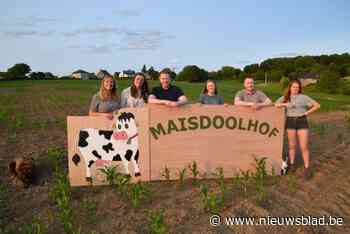 Familie Lemaire plant maïsdoolhof van anderhalve hectare: “Hopen op nog wat regen”