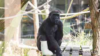 Na de cayennepeper, nu de nagellak, Zoo-verzorgers proberen van alles zodat gorilla niet aan gips prutst