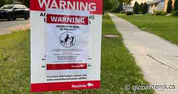 Oh, deer: West Winnipeg residents warned of aggressive animal