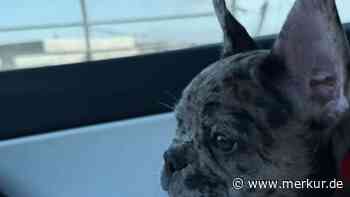 Steffi Grafs Sohn bekommt Familienzuwachs