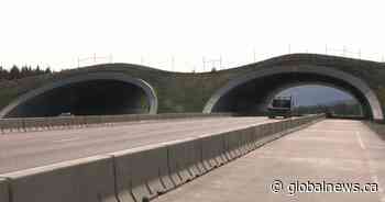 New wildlife overpass in Kananaskis Country named after former Alberta premier