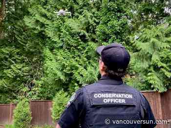 Bear destroyed after attacking Maple Ridge woman in her backyard