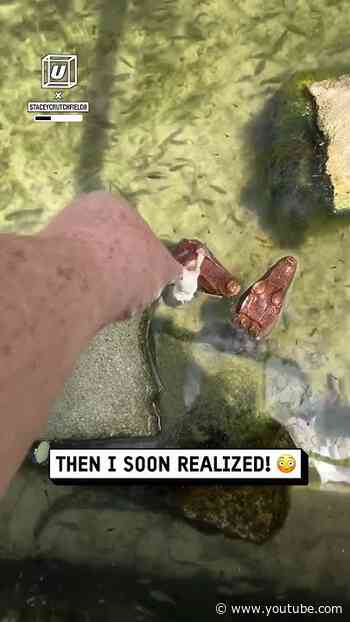 I thought these were pond ornaments 😂🐊                    🎥: staceycrutchfield8 via BViral