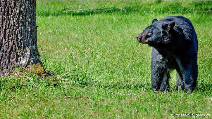 Black bear sow put down after attacking Maple Ridge woman