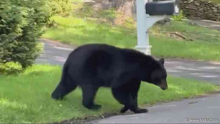 WATCH: Black bear follows elderly woman through her neighborhood