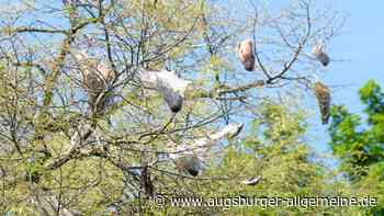 Das Wollafter hat sich in einigen Bäumen nahe des Landsberger Klinikums eingenistet