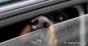 Hitzewelle in Niedersachsen: Tiere sollten nicht im Auto gelassen werden