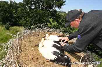 Fast 90 Weißstorch-Brutpaare im gesamten Kreisgebiet