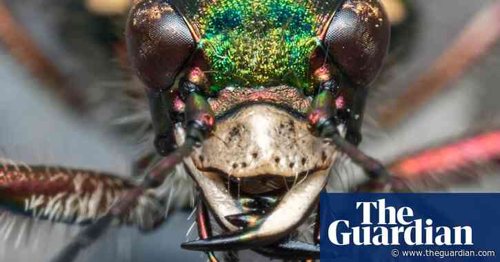 Country diary: A priceless view of a tiger beetle – let’s keep it that way | Ed Douglas