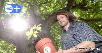 Baum als Zeitzeuge: Kastanie steht in Hannover im Zentrum eines Projekts gegen Nazis