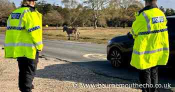 Two children kicked by ponies in New Forest as police issue safety advice