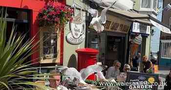 Thug seagulls filmed causing chaos in Tenby in pincer attack on tourists eating outside pub