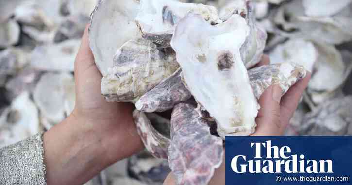 Algae bricks and oyster shell walls: what’s on the horizon for eco-friendly building in Australia?