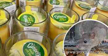 The £1 candle hack that could help deter rats from your home and garden