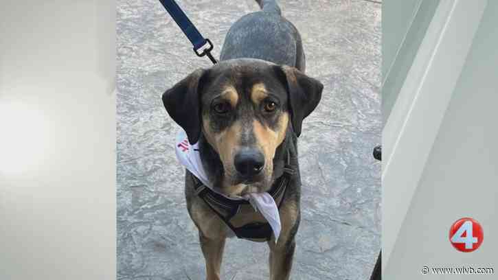 3-year-old Maverick needs his forever home