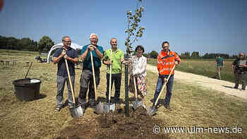 Spektakulärer Alb-Aufstieg:- neue Tunnel und Riesenbrücken, aber auch neue Streuobstwiesen