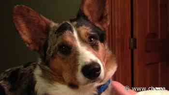 His dog suffocated in a chip bag, and he wants to prevent other pet deaths