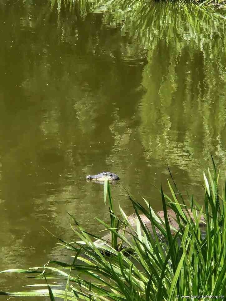 Falscher Alligator sorgt für Aufsehen an Berliner Teich