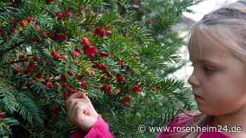 Gefährliche Gartenpflanzen: Wie Ihr Eure Kinder vor Vergiftungen schützt - und im Notfall reagiert