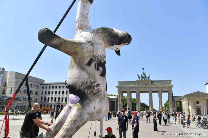 Kuh-Attrappe am Brandenburger Tor
