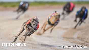 Gone to the dogs? A look at greyhound racing's future