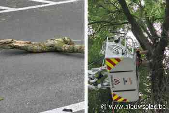 Brandweerinterventie voor loshangende tak in Pastoriepark: “Snoeiwerken zijn in voorbereiding”