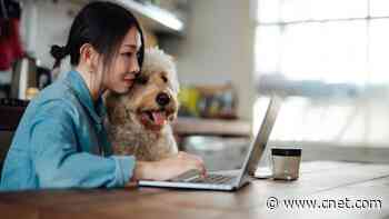 6 Pet Tech Answers for Common Pet Parent Problems