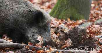 Erstmals Afrikanische Schweine­pest in NRW nachgewiesen
