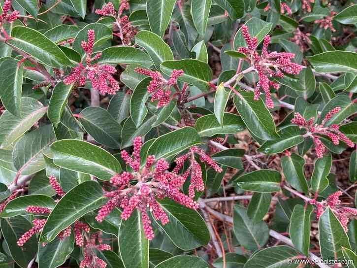 Why the sap of a mango tree can also irritate your skin like poison ivy