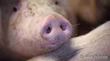 Übertragung auch per Wurstbroten: Erstmals Afrikanische Schweinepest in NRW nachgewiesen