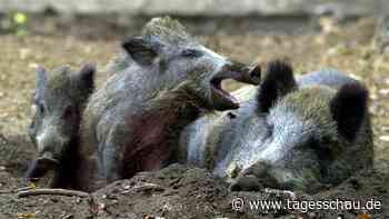 Erster Fall von Afrikanischer Schweinepest in NRW