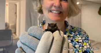 Fledermaus in Not: Hilfe aus Henstedt-Ulzburg