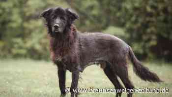 Braunschweiger Mischlingsrüde Max sucht ein liebevolles Zuhause