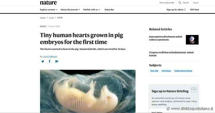“Piccoli cuori umani battono in embrioni di maiali”, su Nature l’annuncio degli scienziati cinesi