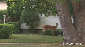 Dog owner describes 'unnerving' encounter with aggressive deer in Winnipeg neighbourhood