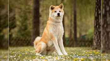 Besitzer waren nicht geeignet, sie zu halten: Akita-Hündin sucht neues Zuhause