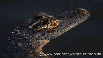 Vechta sucht nach einem Alligator
