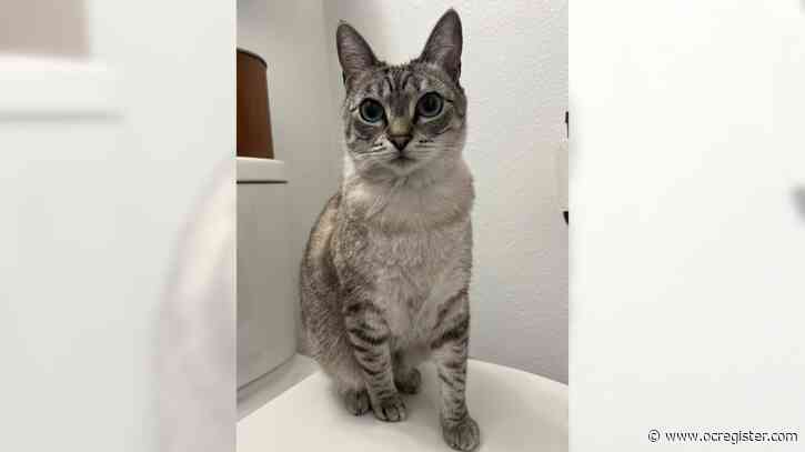 Sweet Siamese kitty Cirri loves to play