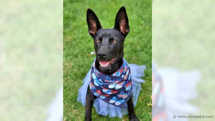 German shepherd Lilah is a real lovebug