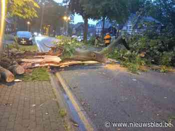 Blanke straten en omgevallen boom in Maasmechelen en Bilzen-Hoeselt door hevige buien