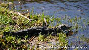 Vechta sucht nach Alligator