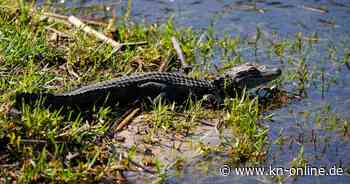 Große Suche in Niedersachsen: Vechta sucht nach Alligator