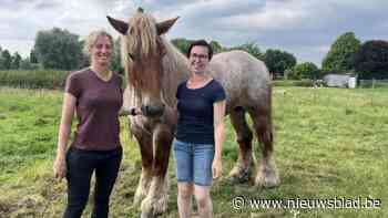 Trekpaard Elixir en ruiter Hilse die de lift pakten van voetgangerstunnel overnachten in Stal Groenenhoek