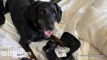 Pawsome detective work sees dog sniff out £20,000