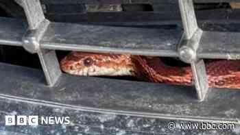 Driver hiss-terical after snake slithers into car