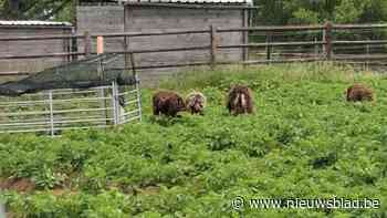 Loslopende schapen eindelijk gevangen in Engelmanshoven na maand lang lokken