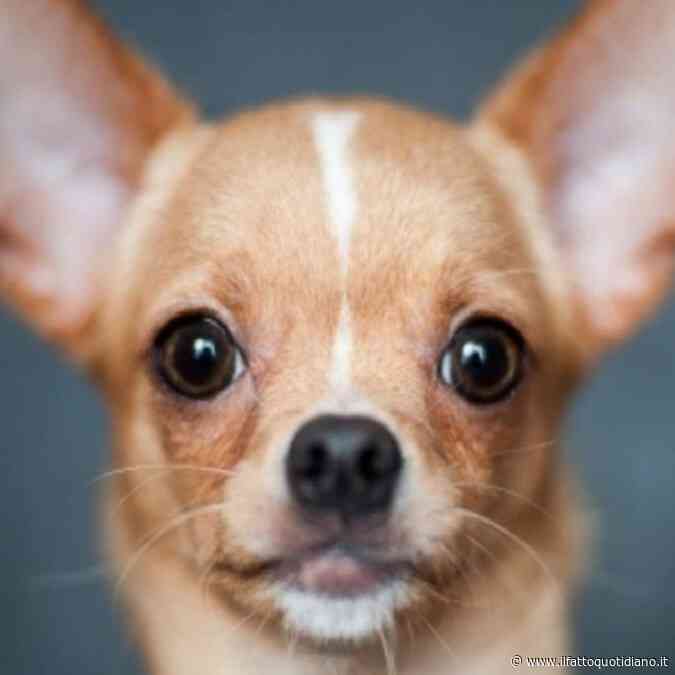 “Alpinista cade in un crepaccio su un ghiacciaio. Viene salvato dal suo chihuahua”: la storia del cane-eroe